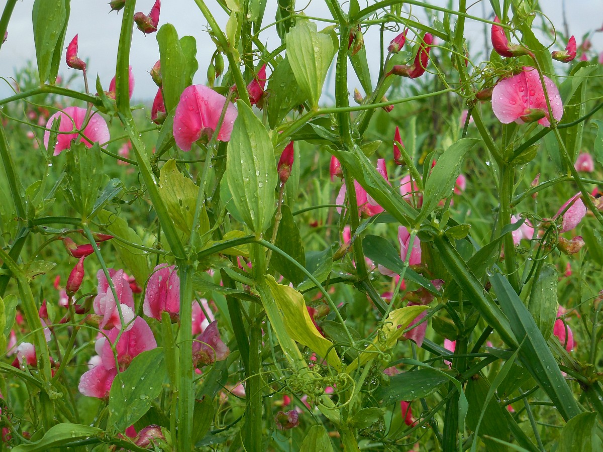 A dense wall of pink flowers and green leaves and stem covered in water droplets.
