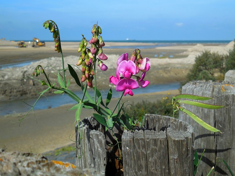Broad leaved peavine growing out of an old piling. In the background construction equipment is visible.