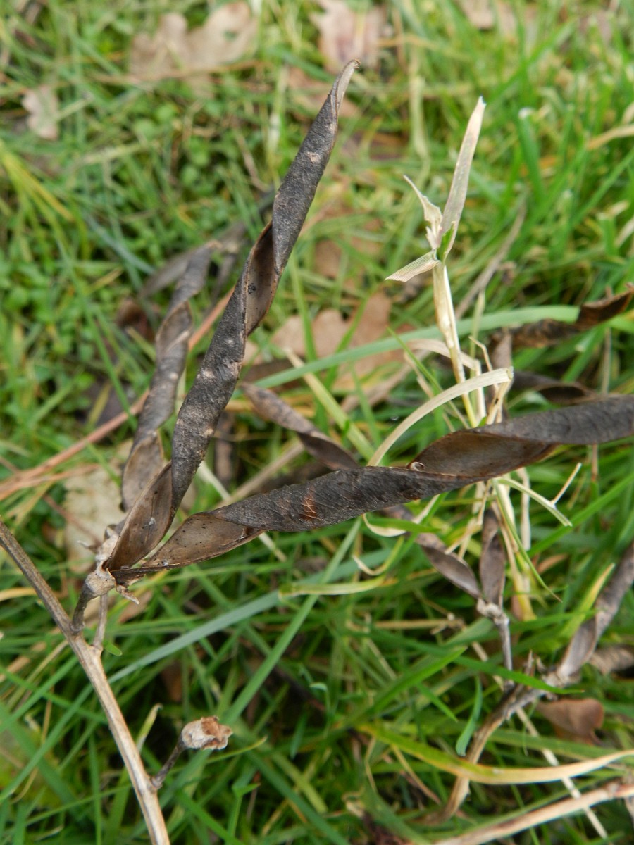 The mature open seed husk is dark, twisted, and V shaped.