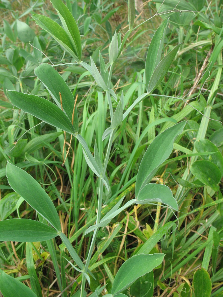 A light green stem with leaflets growing in pairs. The leaves are long and come to a point with light veins running lengthwise.