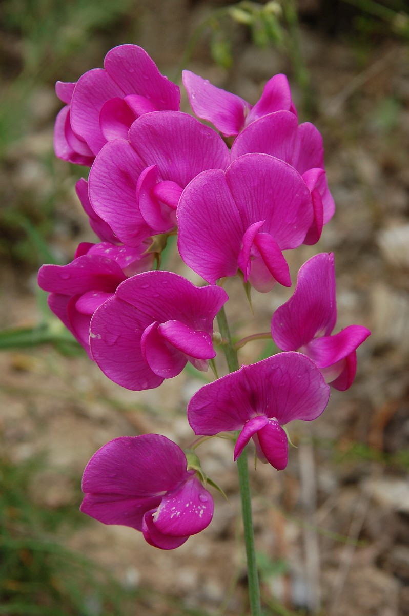 A cluster of flowers that are all vibrant pink with visible veins and a front hood.
