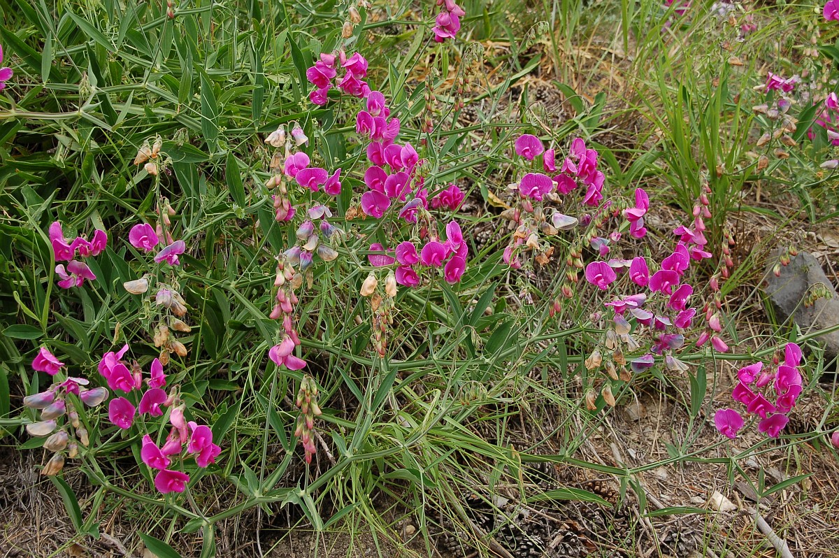 A patch of narrow leaved peavine. The flowers are in different growth stages ranging from early bud to dead flowers, with many still in bloom.