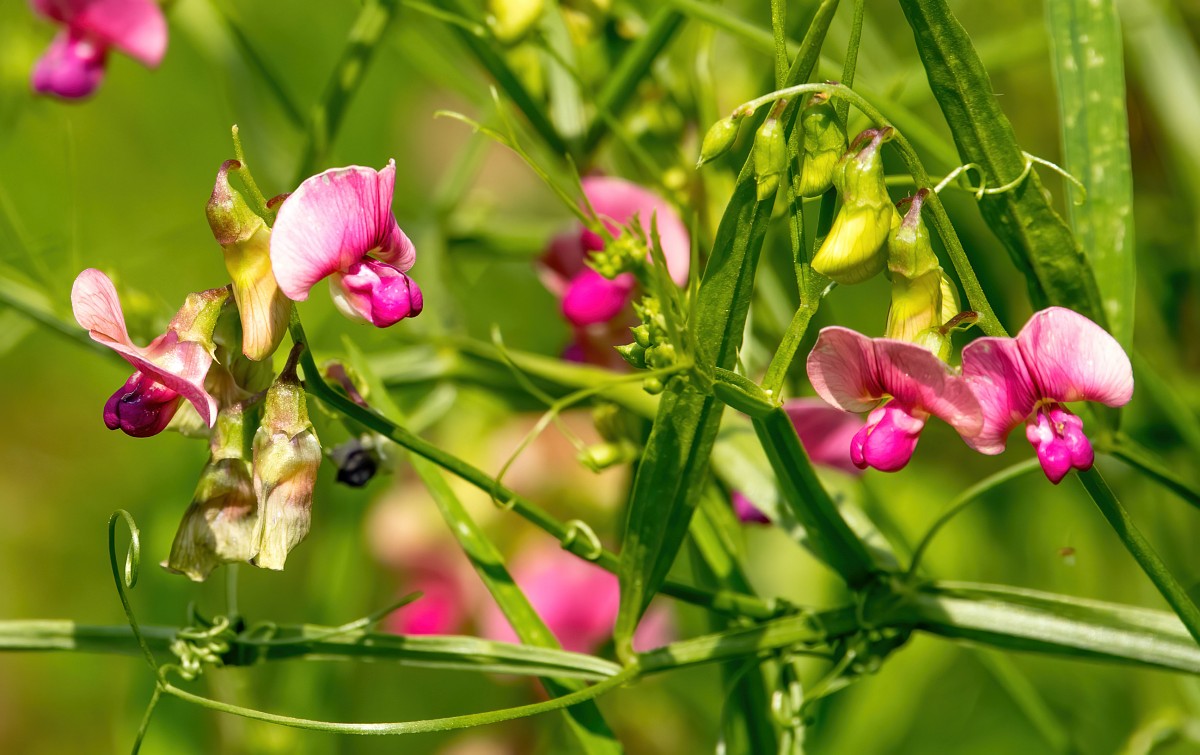 In the foreground there are several pink hooded flowers and additional flower buds. The blurry background contains more flowers densely growing behind.