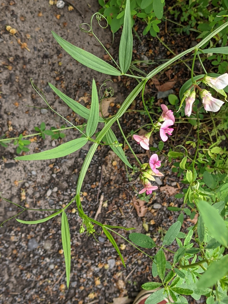 A single narrow-leaved peavine stem. The stem appears flattened with a thicker central vein, long leaflets in pairs, tendrils emerging from between leaflets, and pale pink flowers.