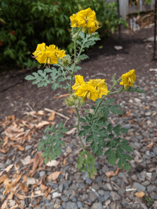 yellow buffalobur flowers in bunches
