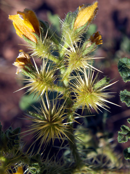 buffalobur spines in the front, a lighter yellow than the flower buds in the background, in a rounded shape