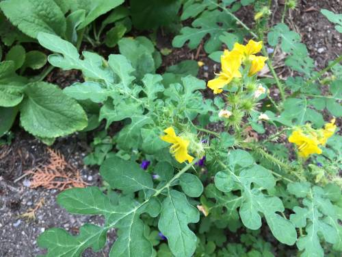 heavily lobbed leaves and yellow flowers of buffalobur