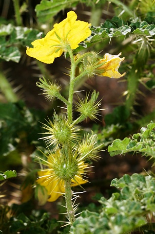 yellow buffalobur flowers with burs covered in spines growing on the stem below