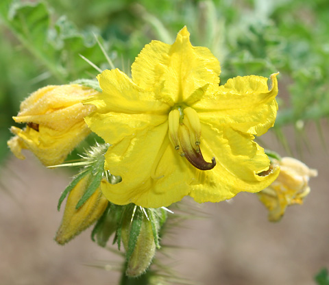 Close up of a flower showing the points on the petals and the stamens
