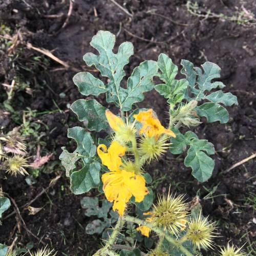 lobbed leaved, yellow flowers, and spiney burs of a buffalobur