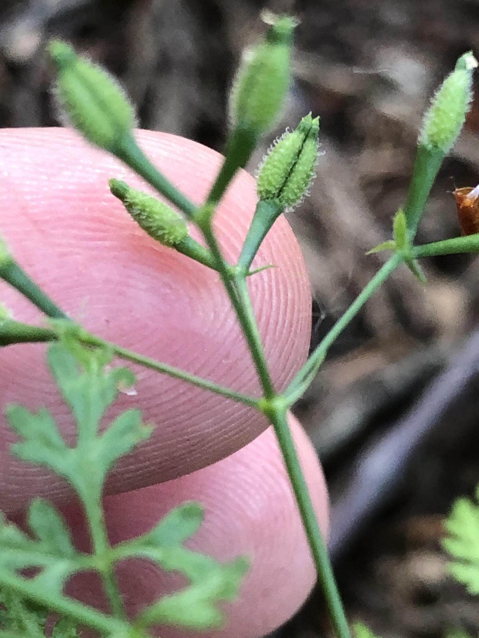 A green stem close up against a person’s finger. The stem divides at the top into four short branches, each with two short, stubby stems. At the tip of each short stem is a bright green, swollen, oblong growth, divided in two, with short hook-like bristles.