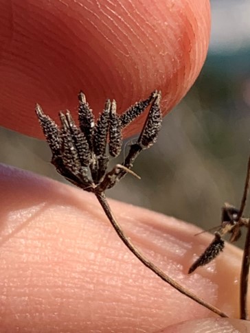 A brown stem topped with several brown seeds is held between two fingers. The seeds are in pairs and are oblong and appear very rough all over with a smooth pointed tip.
