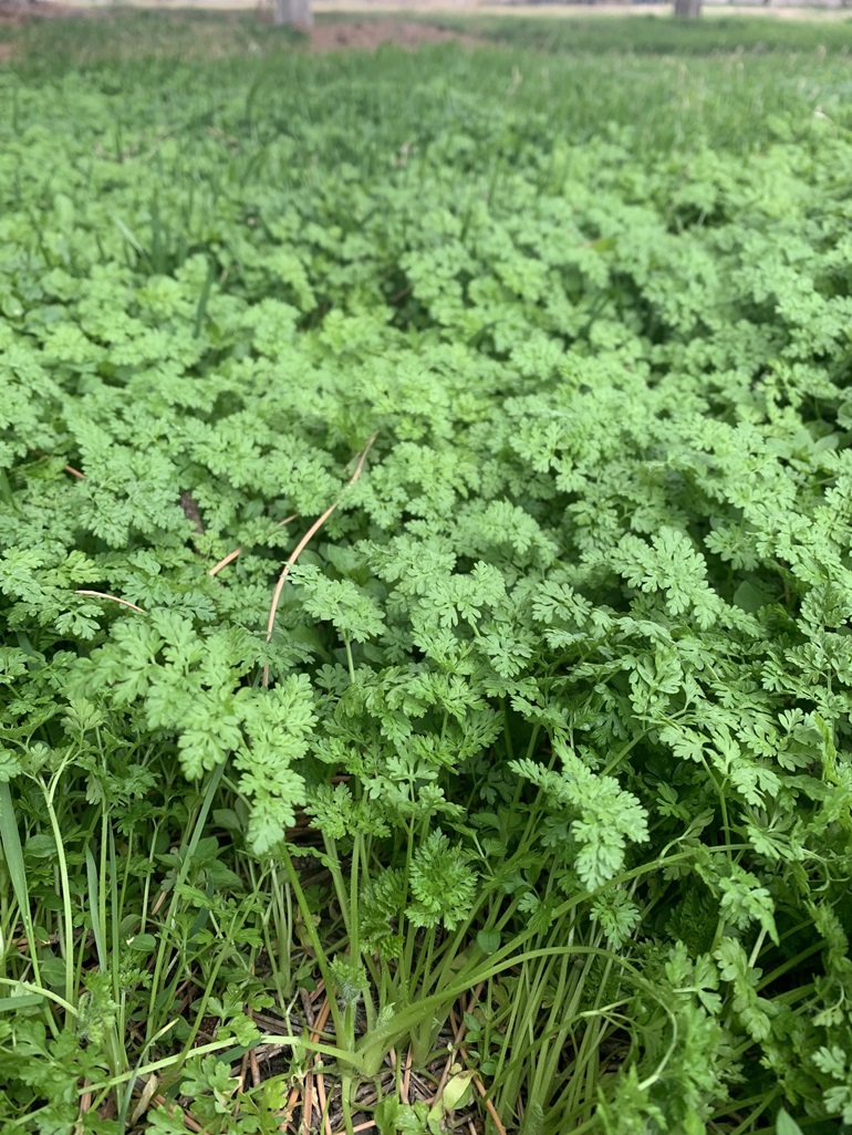 A dense and widespread patch of chervil leaves growing in a field. Bunched together, the individual leaves are difficult to distinguish from each other. Green stems are visible in the foreground with leaves growing toward the end of each stem. Each segmented leaf has rounded lobes.