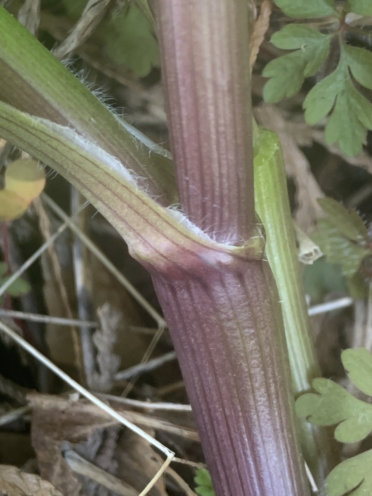 A section of a single stem with a leaf growing outward. Where the base of the leaf wraps around the stem there are wispy white hairs along the edges. The stem is smooth and purplish green with shallow, parallel vertical lines.