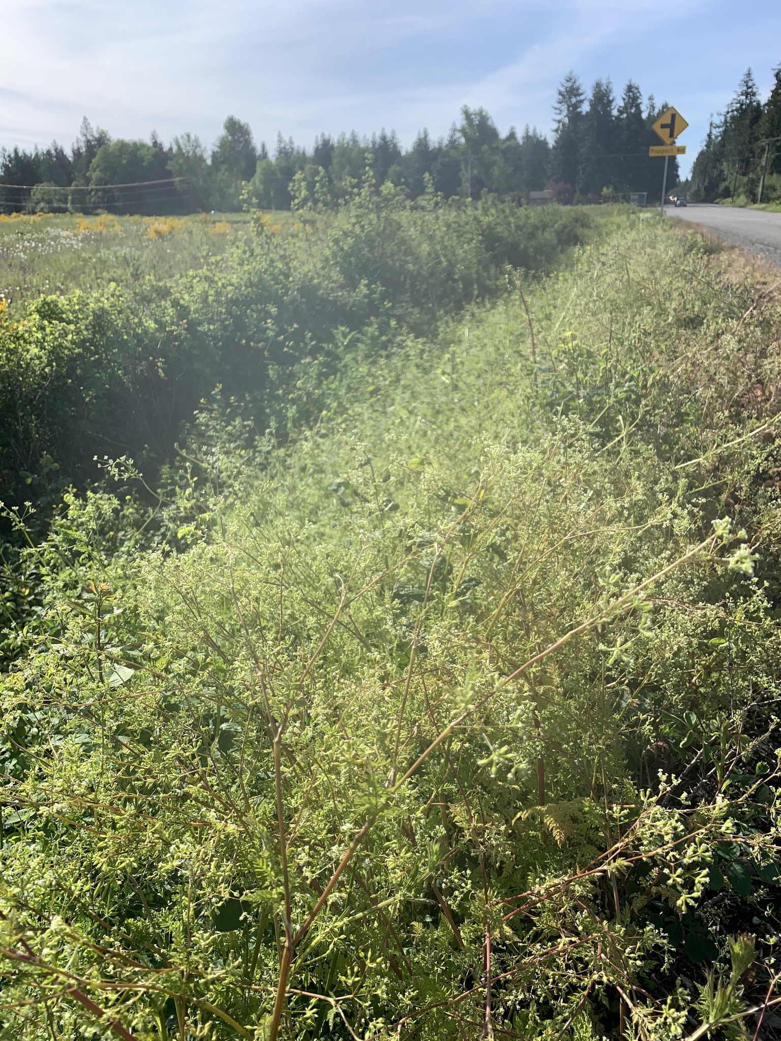 Dense vegetation is growing between a road and a ditch and sprawling further down the road. It appears about two to three feet tall and many tiny white flowers are visible among the mass of tangled stems. An open field is on the opposite side of the ditch.