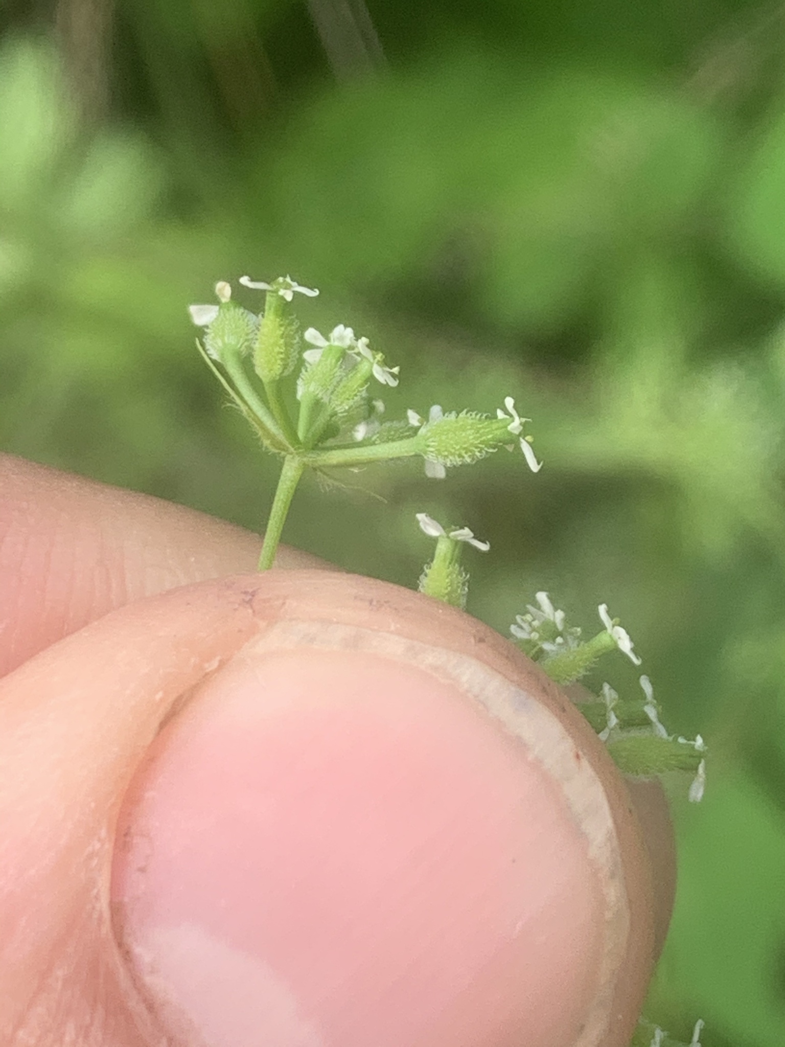 Looking closely at the flowers shows each umbel is no larger than a fingernail and bears about 8 tiny flowers. At the end of each short flower stem is a swollen portion with sparse white petals perched on top. This swollen portion is covered with short, white, hook-like bristles.