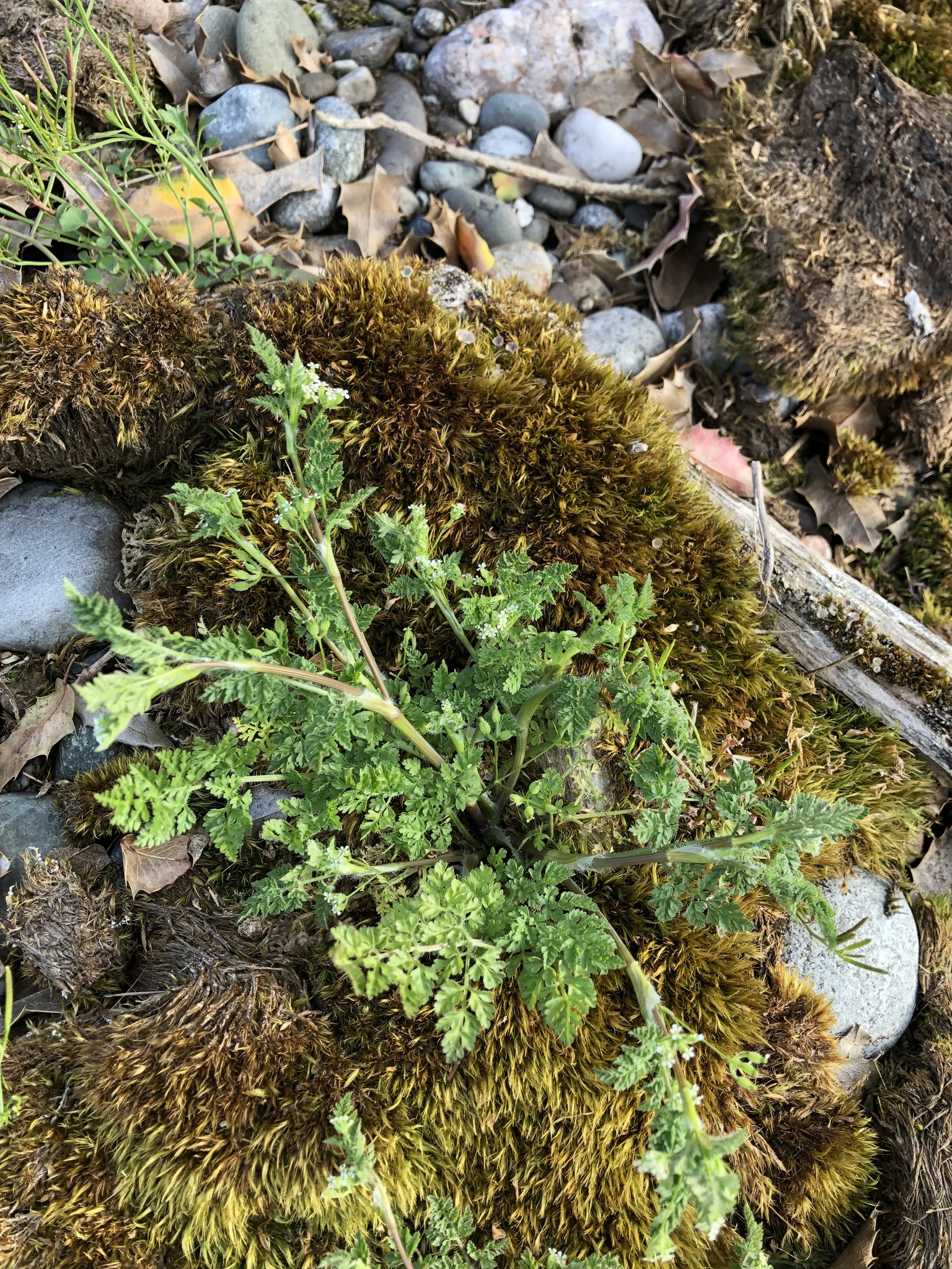 A short leafy green plant is growing out of the middle of some brown moss on pebbly ground. The leaves appear soft and carrot-like. There are a few purplish-green stems among the leaves bearing very small white flowers.