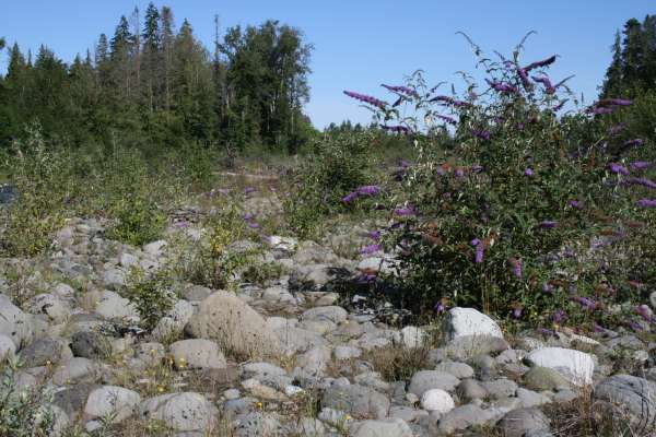 Butterfly bush growing on gravel bar by river. Photo by Tim Miller.