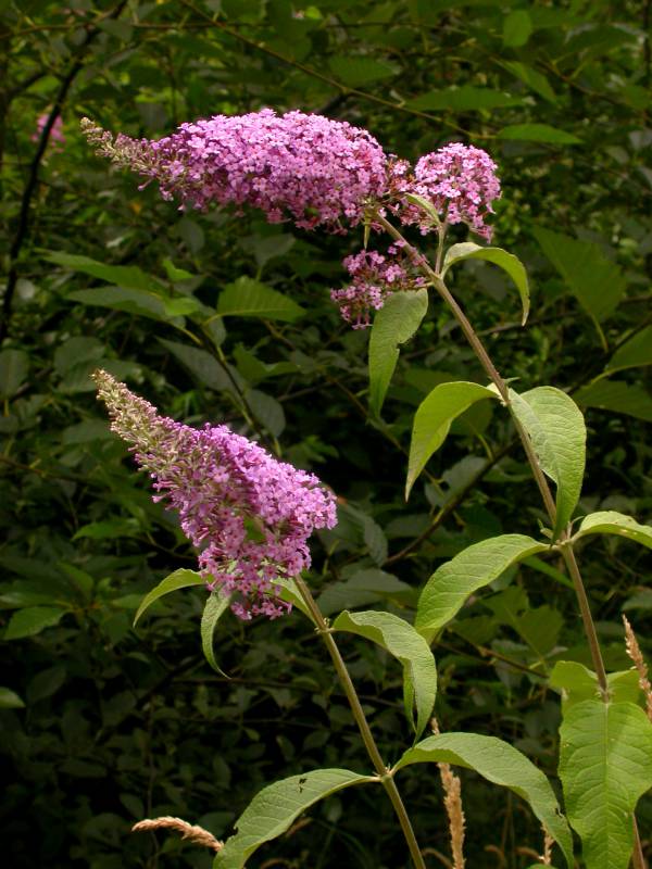 Butterfly bush flower spikes and arching branches. Photo by Ben Legler, 2004.