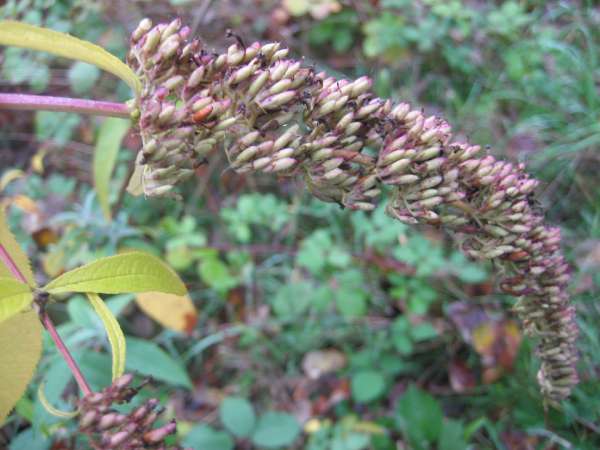 Butterfly bush seed set.