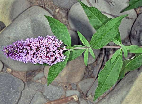 Butterfly bush has leaves that grow opposite one another along the stem.