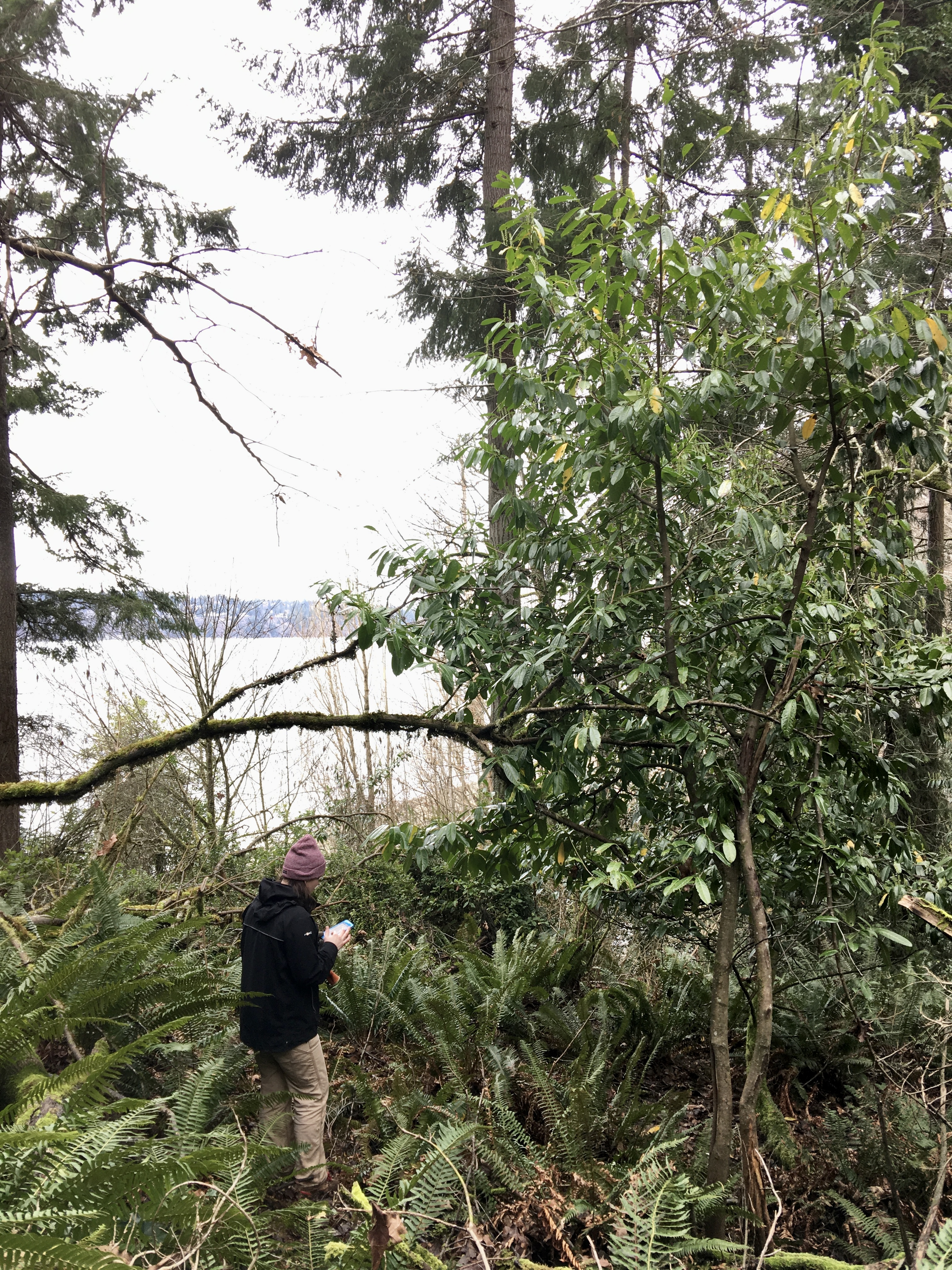 Weed specialist with tall cherry laurel in a Vashon Island forest.