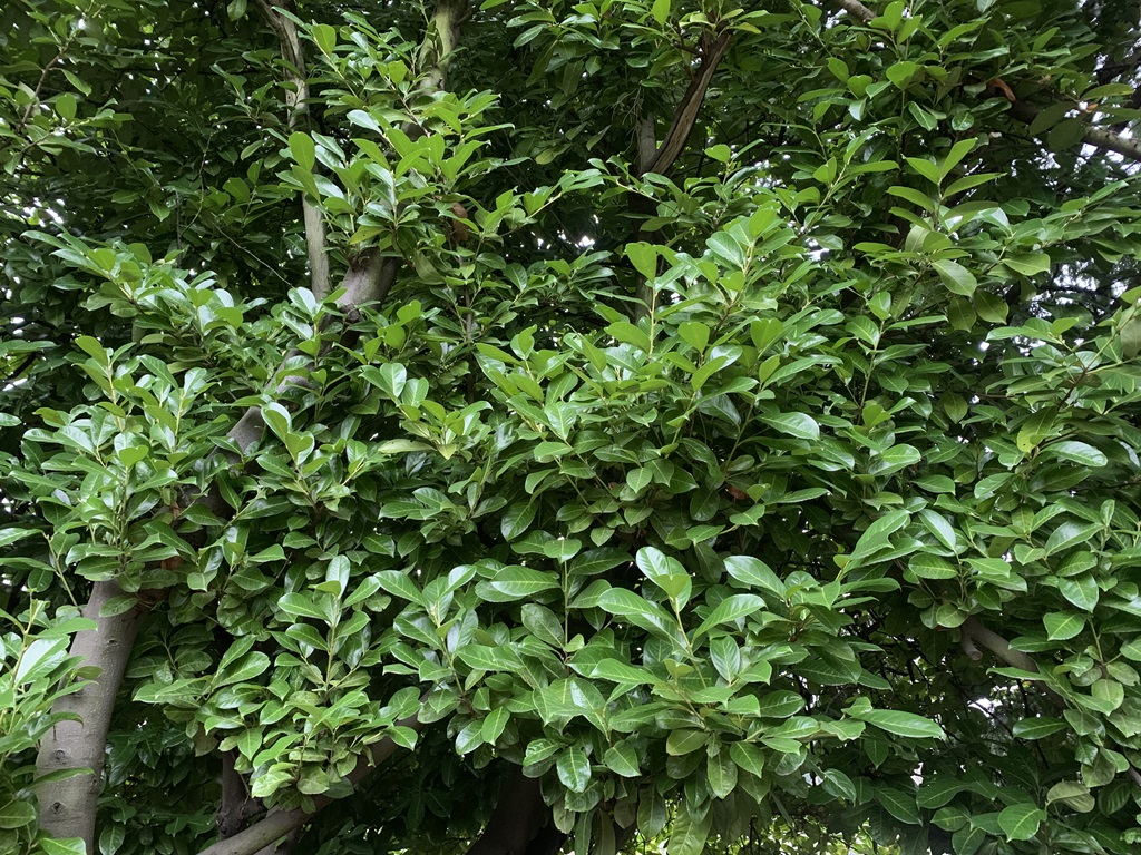 Large cherry laurel bush.