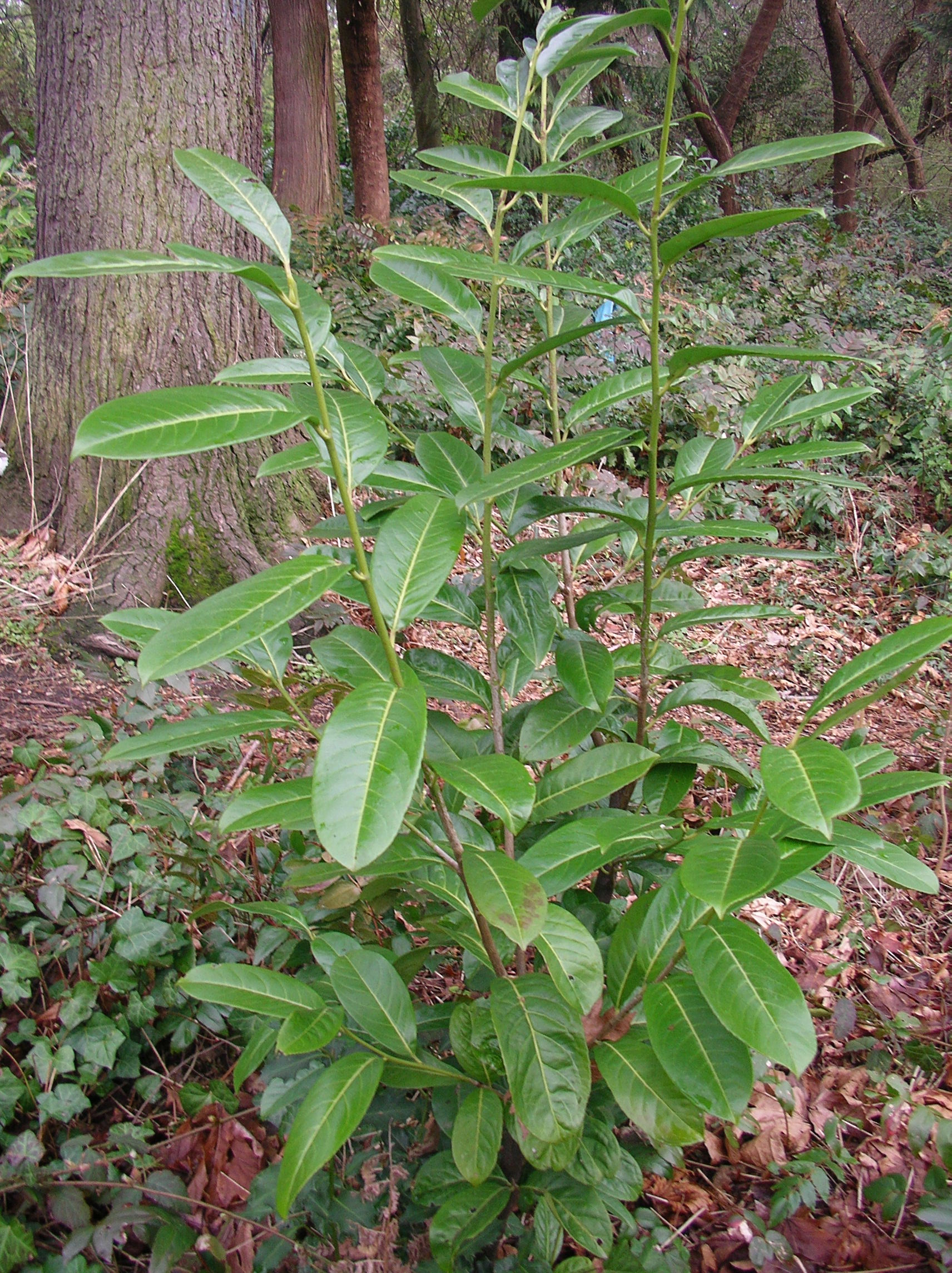 Young cherry laurel in Ravenna Park, Seattle, Washington.