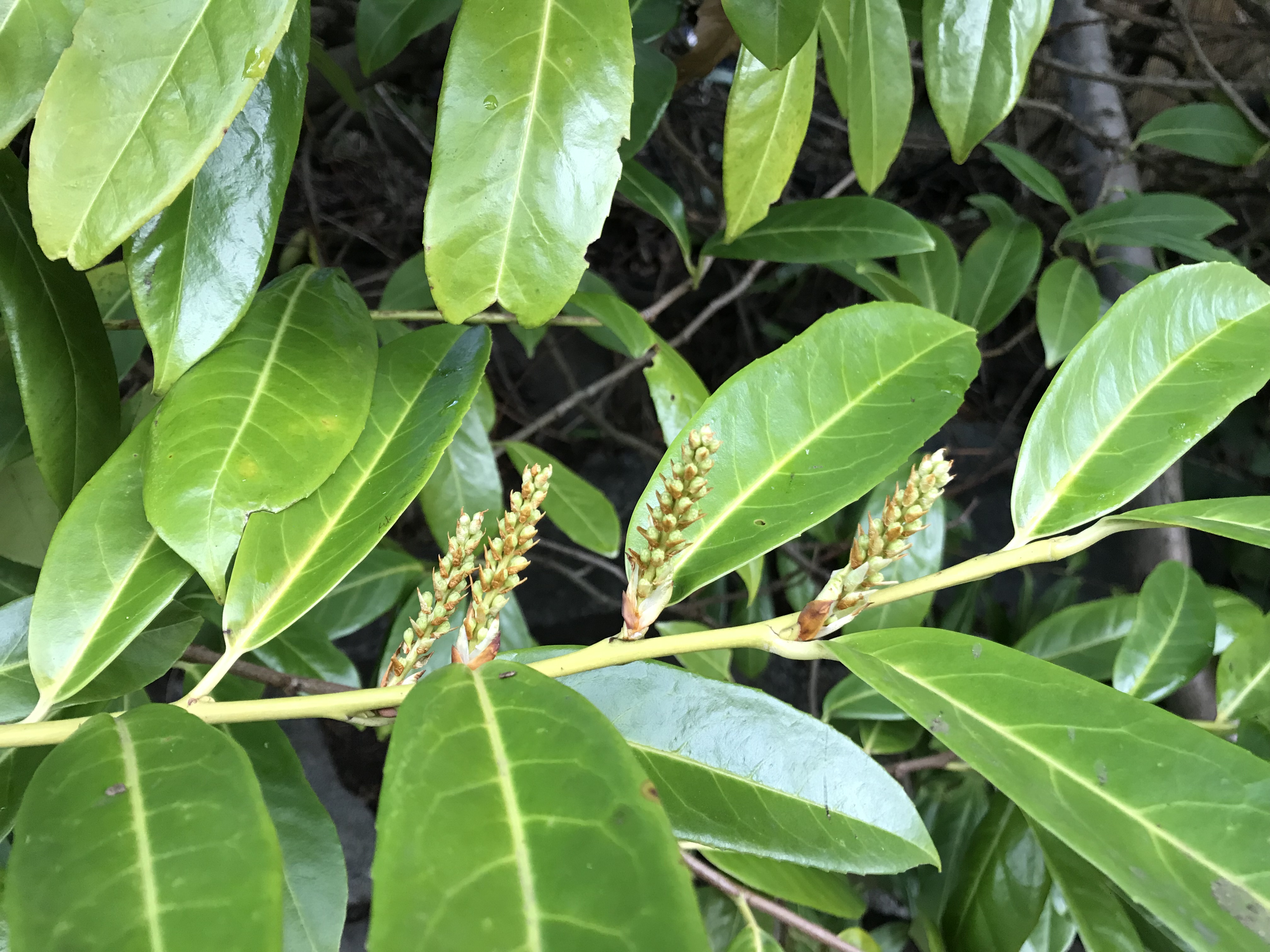 Cherry laurel leaf detail and flower buds.