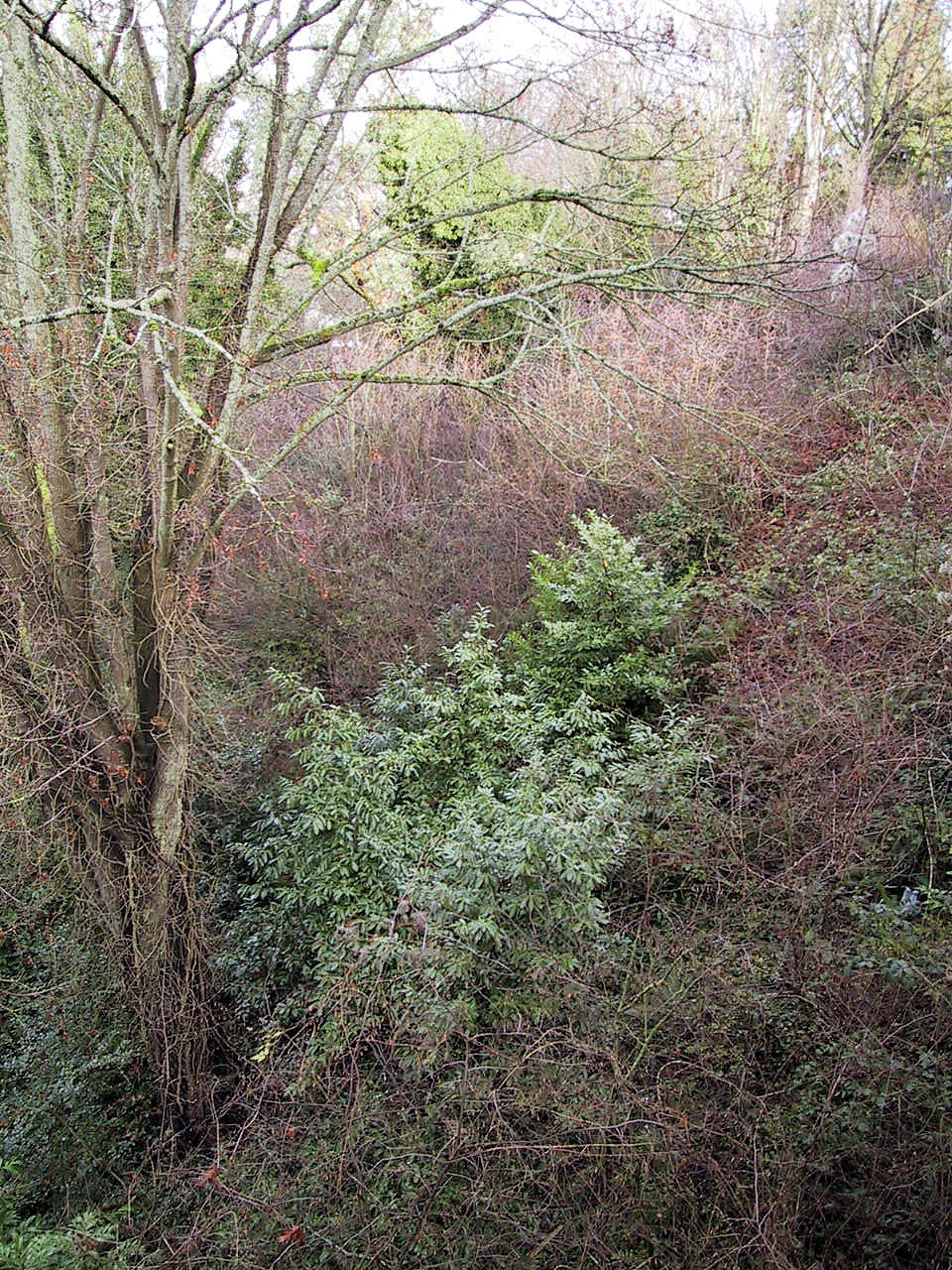 Large clump of cherry laurel establishing in a natural area.