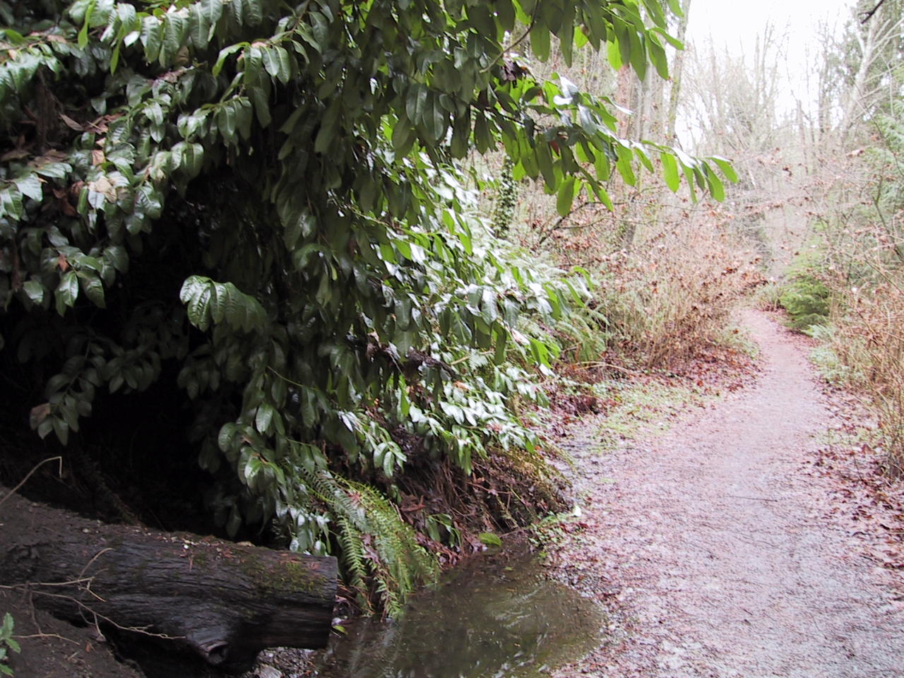 Cherry laurel growing along a trail in Ravenna Park, Seattle.