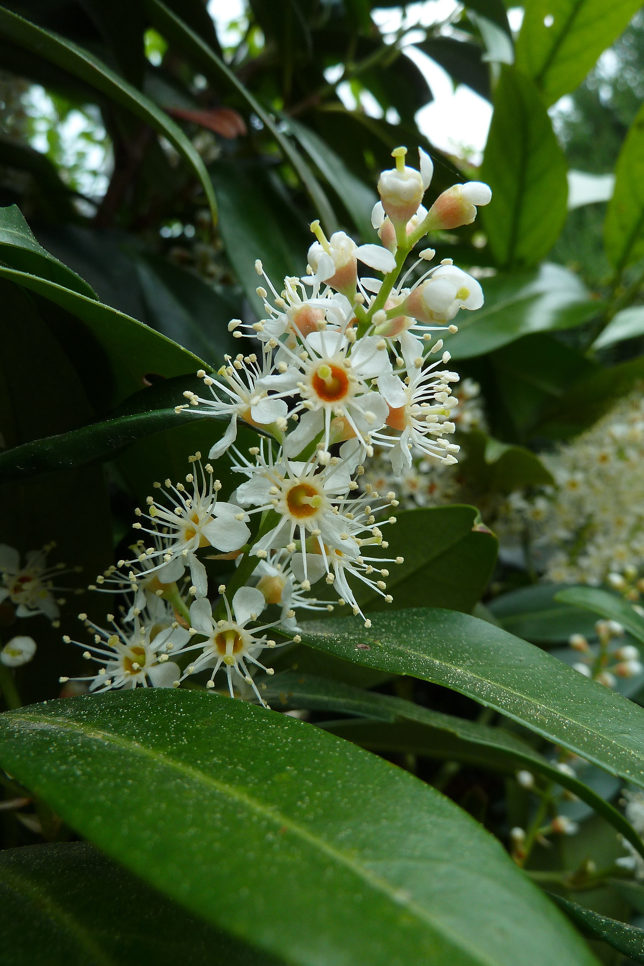 Close up of a cherry laurel flower.