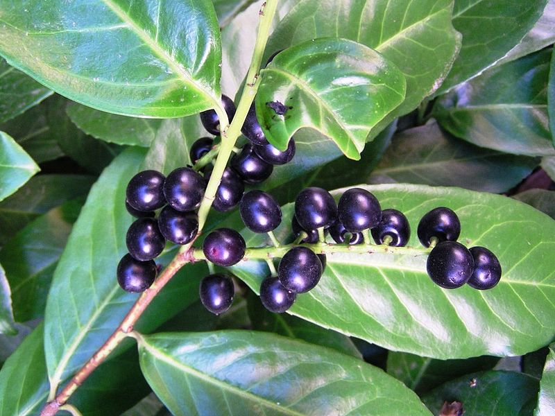 Close up of cherry laurel fruits.