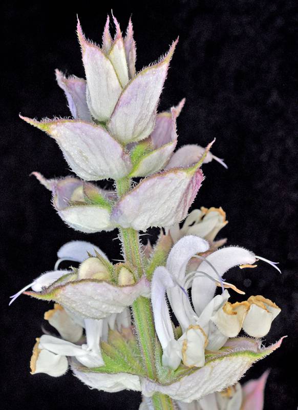 Close-up of clary sage flowers and bracts. Note the clusters of two-lipped flowers with large bracts underneath. Also note the square stem and coarse hairs.