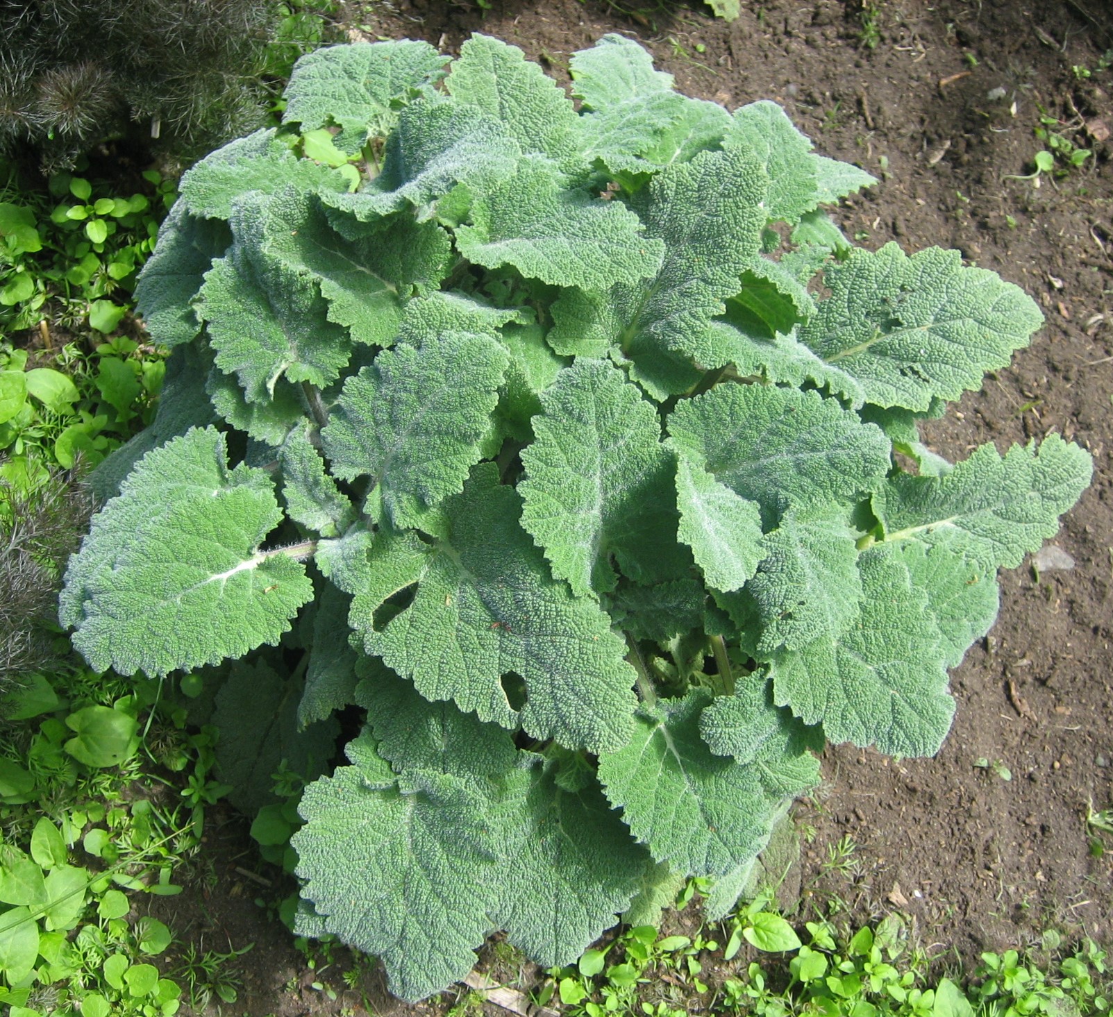 Clary sage rosette. Note the wrinkled texture and toothed margins.