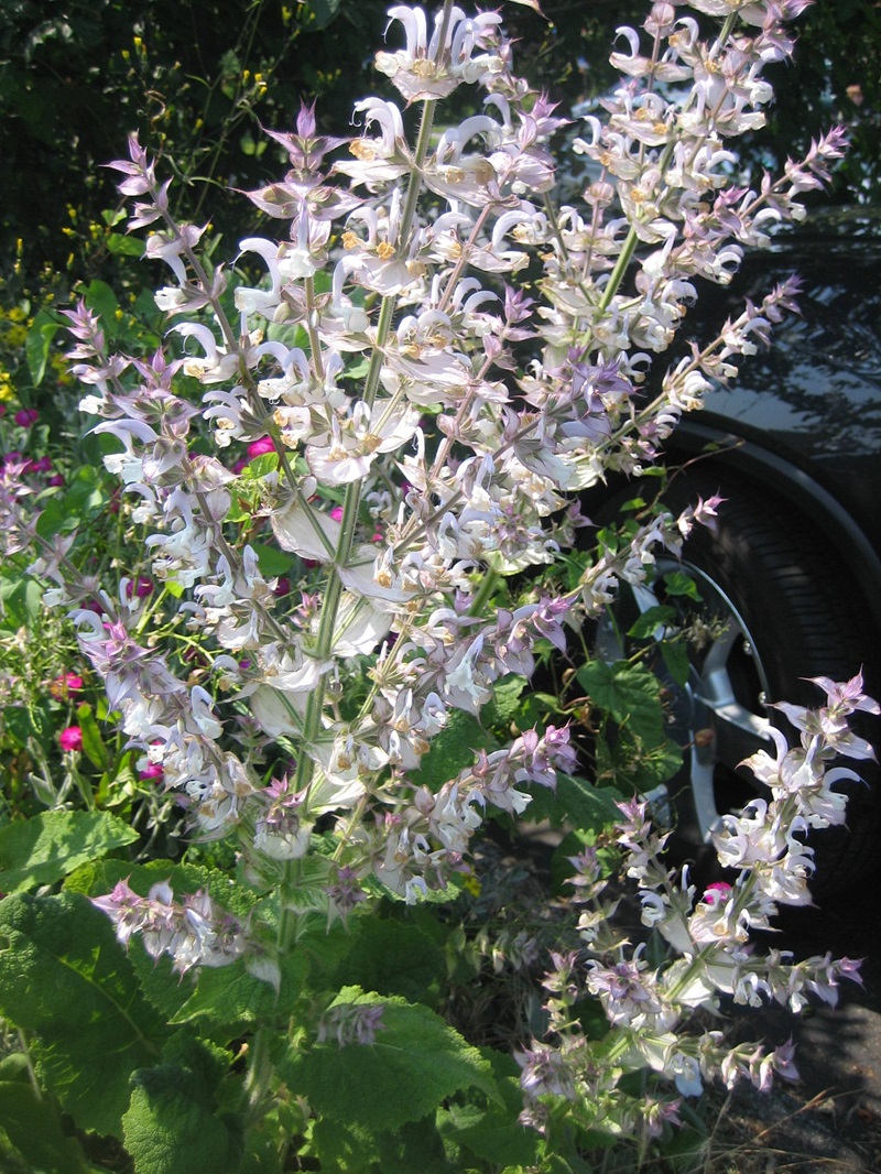 Flowering clary sage plant. Note the upright stems and large, showy bracts (modified leaf that sits beneath each flower cluster).