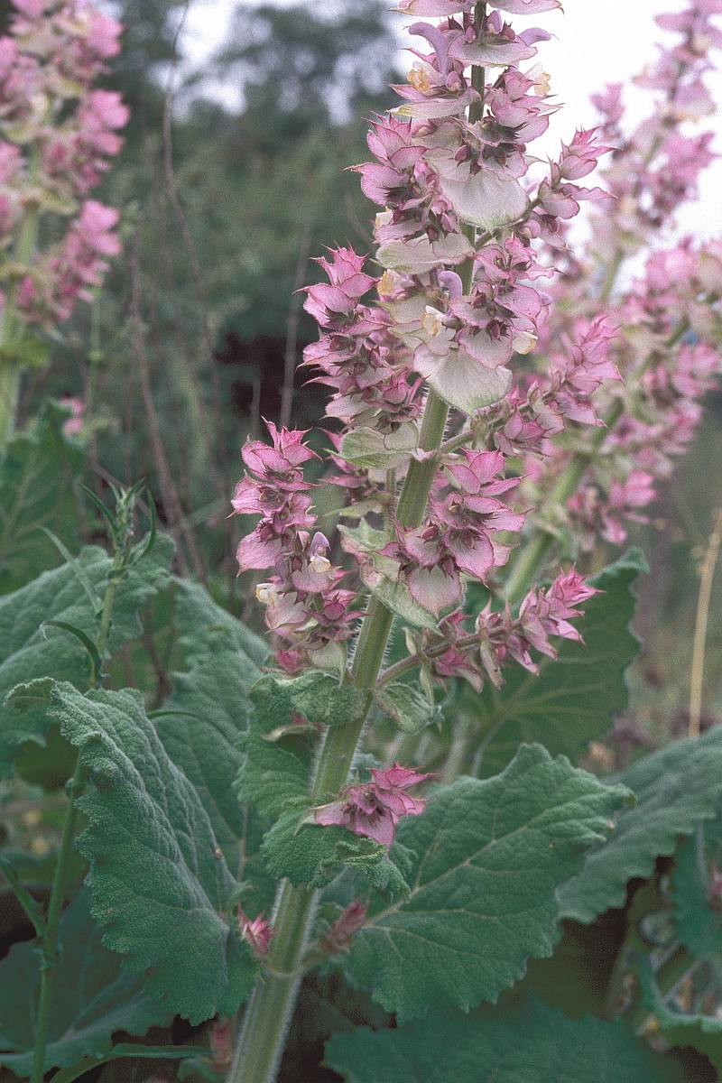 Clary sage flower spike, oppositely arranged leaves.