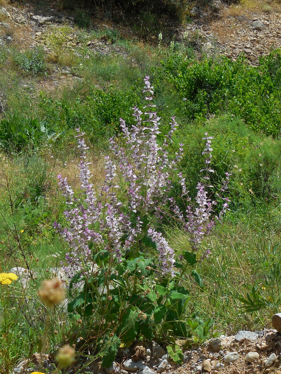Blooming clary sage plant in its native European habitat.