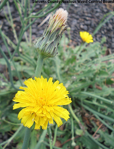 Common catsear flower blooming with narrow yellow petals and one unopened bud with dark tips at the ends of the bracts and a white fuzz at the end.