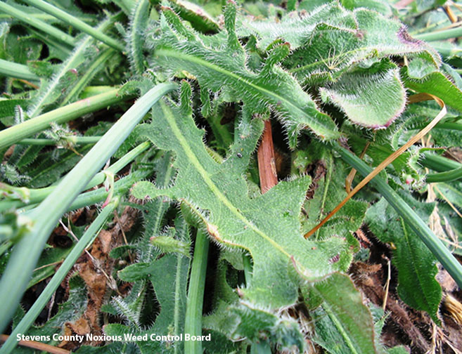 Common catsear leaves and stems. The stems are round and smooth. The leaves are deeply lobbed and covered in small white hairs.