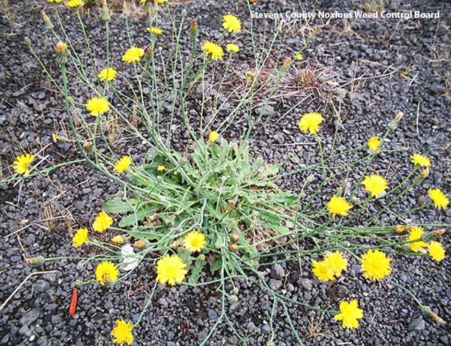 A scraggily plant growing low to the ground. The rosette is small compared to how wide the flower stems grow outward. The stems have flat yellow flowers at the ends.