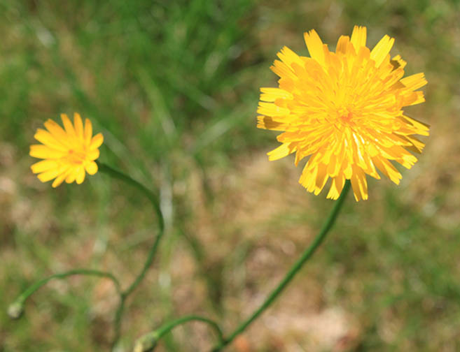 Common catsear flowers.