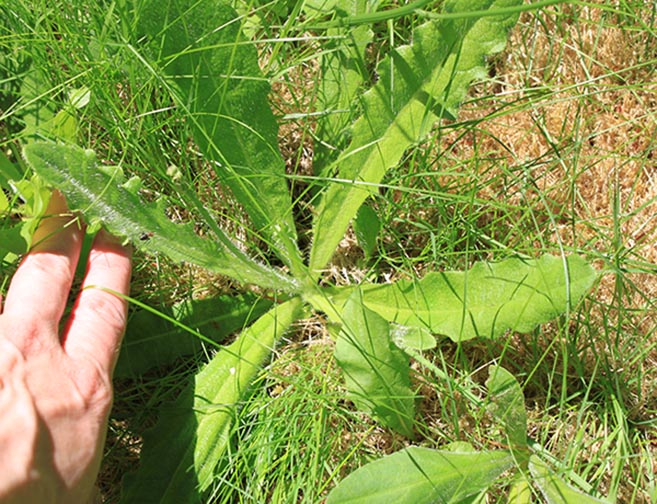 Common catsear rosette with light green lobbed leaves