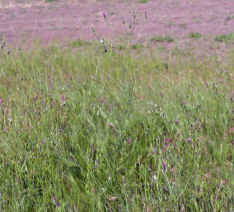 Field of Crupina vularis. Photo by G.D. Carr.