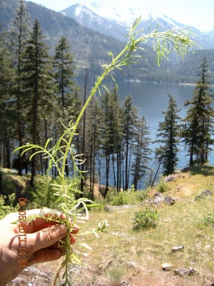 Common crupina on lake Chelan, near Stehekin Washington. Photo by Erika-Bubbles Redzinak.