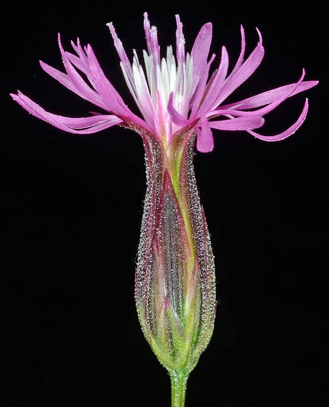 Crupina flower. Photo by G.D. Carr.