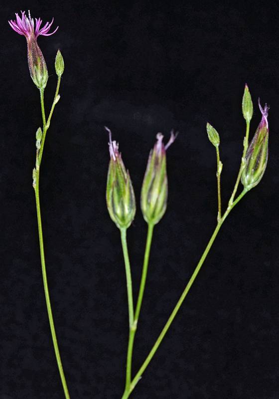 Common crupina with multiple flowering heads.