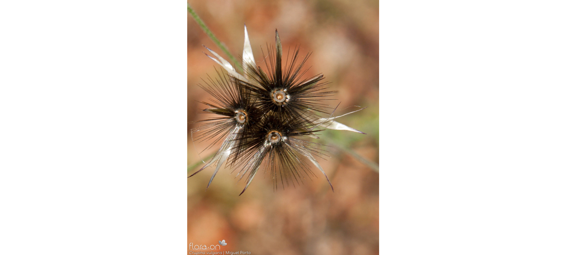 Common crupina dry fruits that each have a single seed (a cypsela). Photo by Miguel Porto, flora-on.