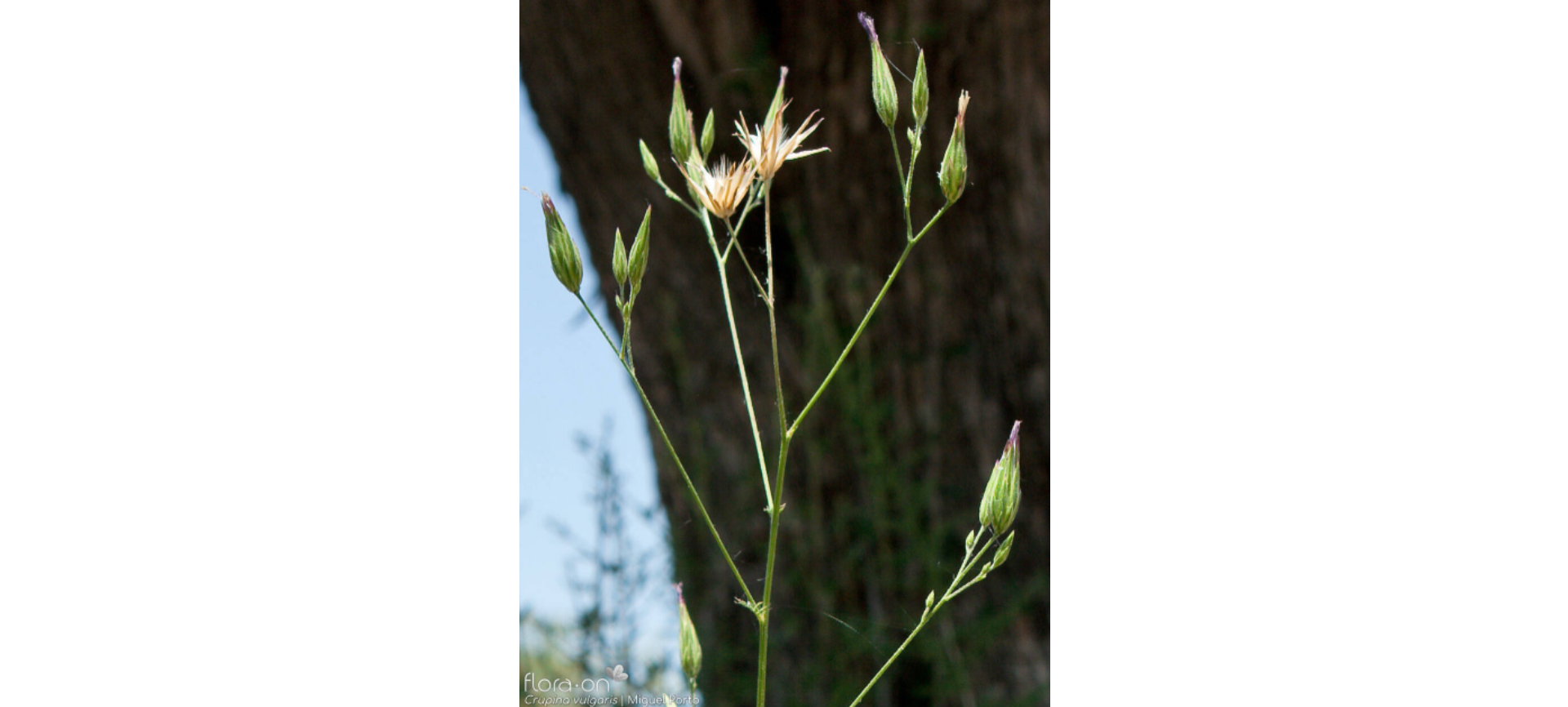Common crupina with multiple flowering heads and two fertile heads that are beginning to form seeds. Photo by Miguel Porto, flora-on.