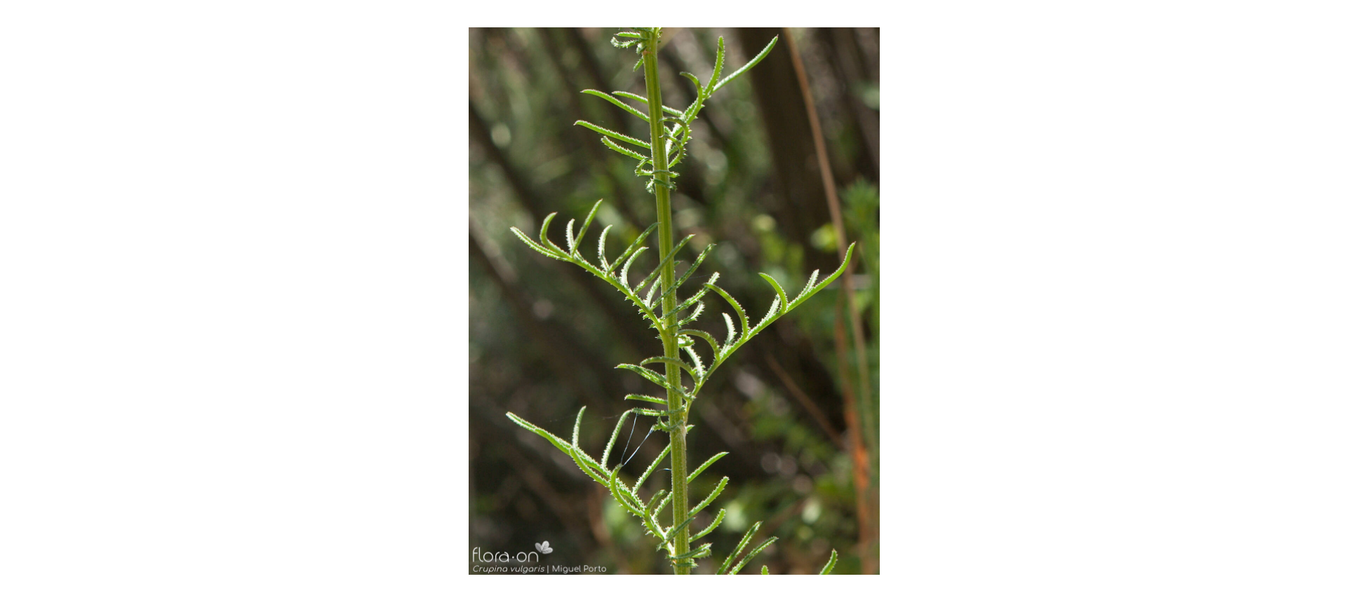 Common crupina smaller, narrow stem leaves have minutely toothed lobes. Photo by Miguel Porto, flora-on.